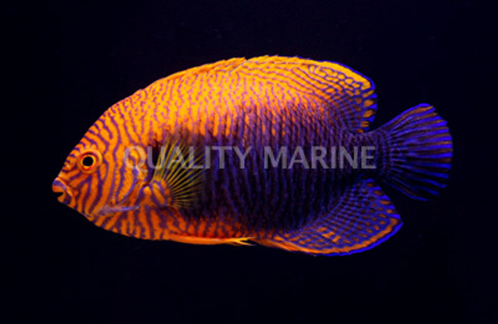 Potter's  Angelfish