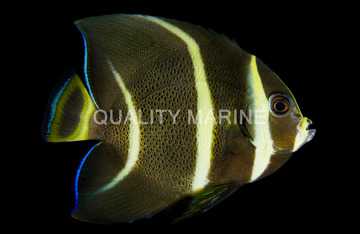 Gray Angelfish, Sub-Adult