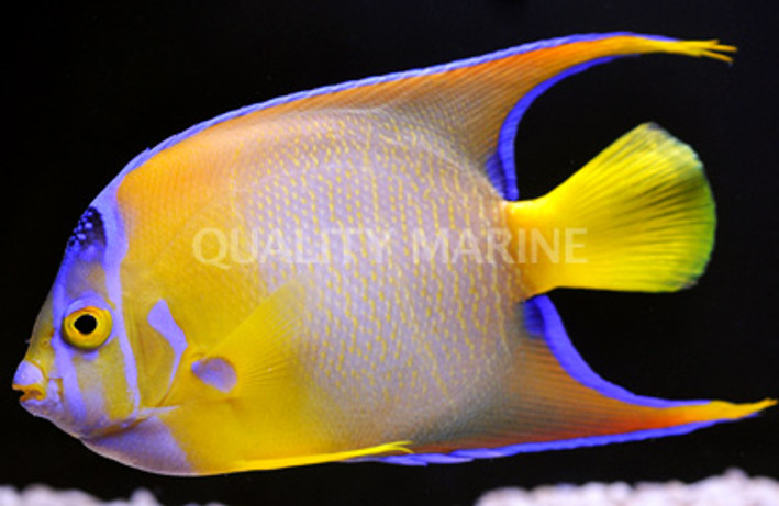 Queen Angelfish 