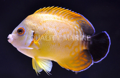 Heraldi X Vroliki Angelfish, cf Yellow Tiger :: 10152