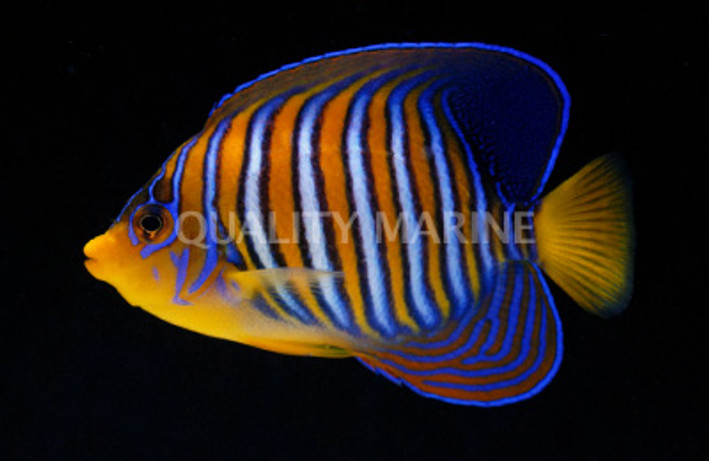 Orange Regal Angelfish