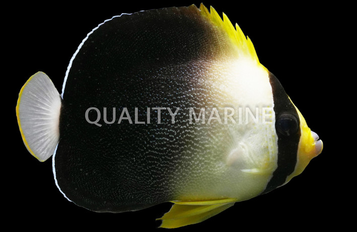 Graytail Angelfish