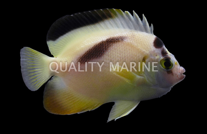 Xanthotis X Griffis Hybrid, Bali Aquarich :: Eastern Asia :: 10201