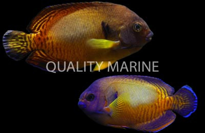 Coral Beauty Angelfish, Aberrant :: 10203