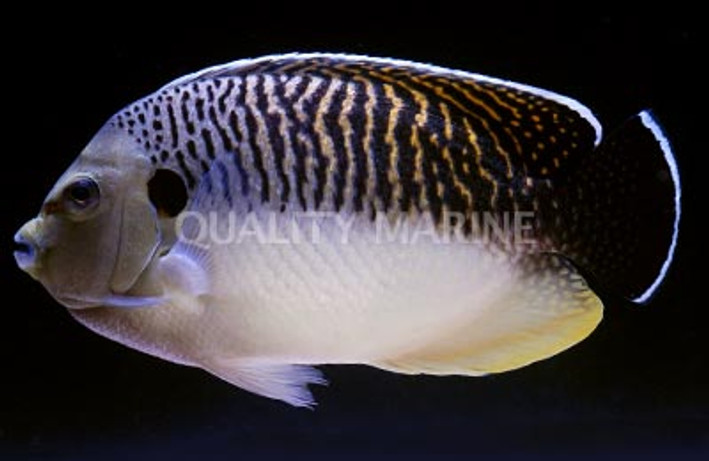 Tiger Angelfish