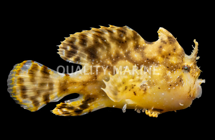 Zebra Sargassum Anglerfish