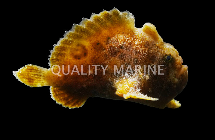 Shaggy Anglerfish
