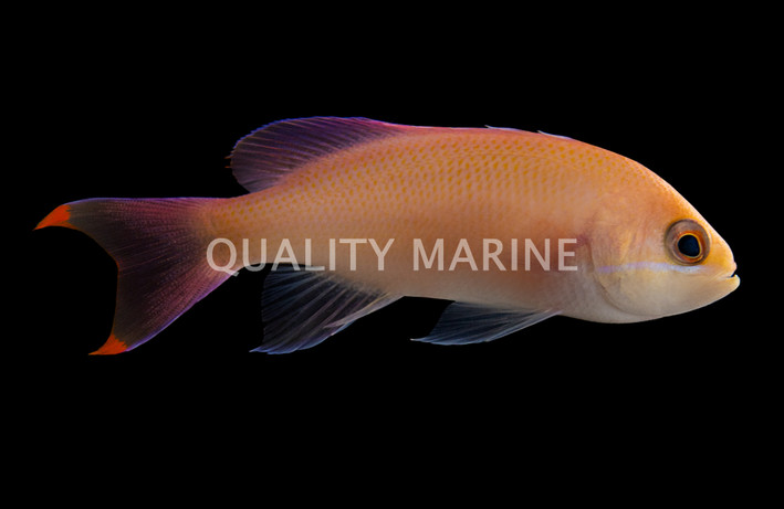 Red Belted Anthias