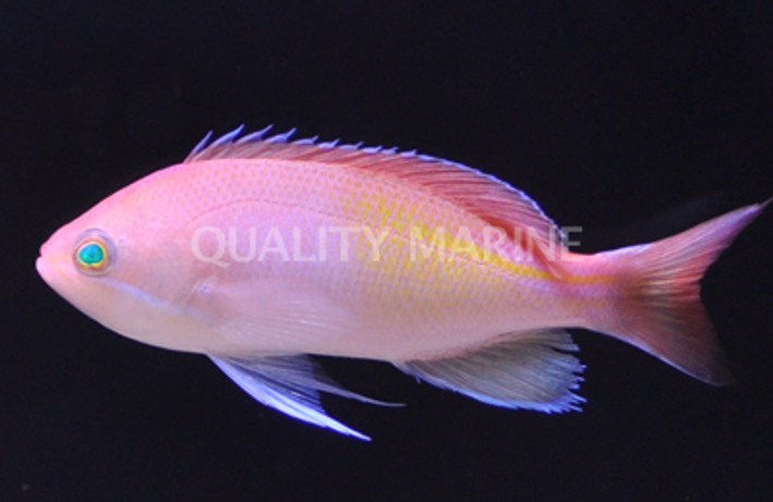 Red Fairy Anthias