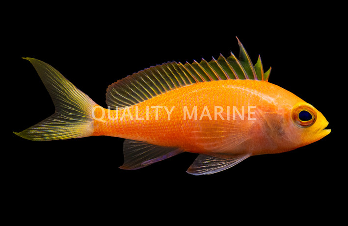 Randall's Anthias