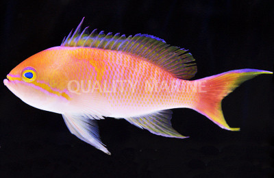 Bali Basslet :: 11058