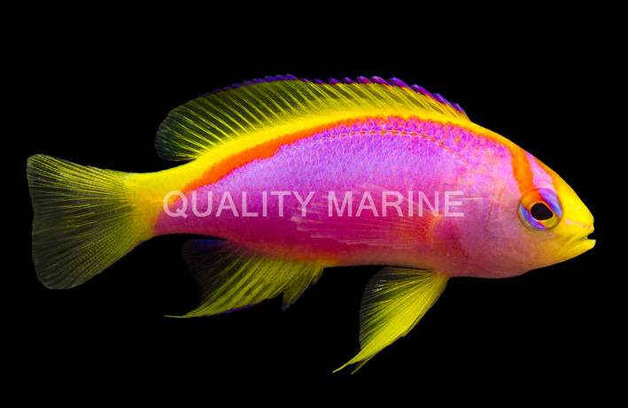 Coral Sea Ventralis Anthias, Female :: 11067