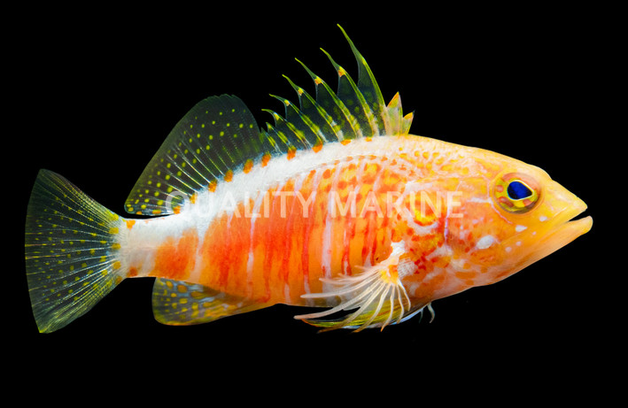 Pelicier's Perchlet