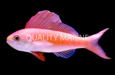 Philippine Sailfin Anthias :: 11079