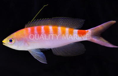 New Caledonia Sunrise Anthias, Male :: 11081