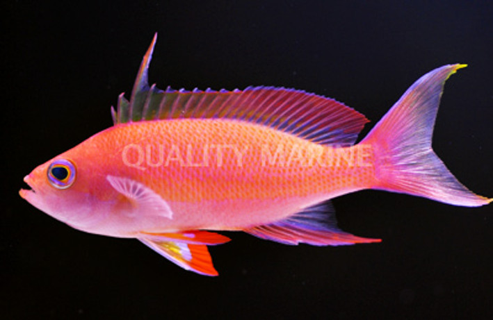 Randall's Anthias