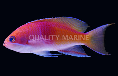 Tricolor Rubrizonatus Anthias, Male :: 11096
