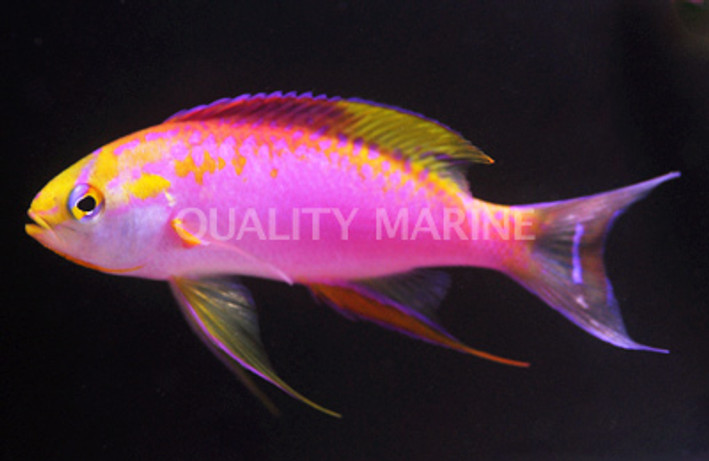 Ventralis Anthias, Male