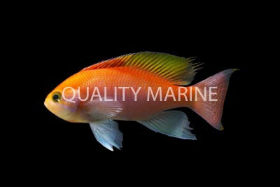 Hutomo's Anthias