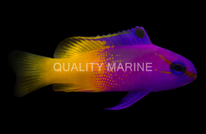 Royal Gramma Basslet