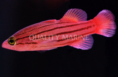Collette's Reef Basslet