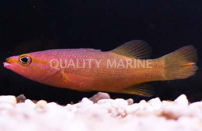 Yellowtail Reef Basslet
