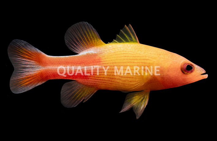 Many Lined Basslet