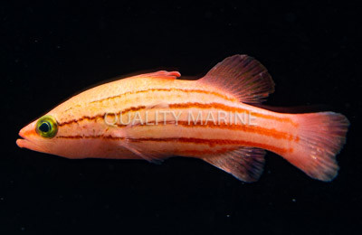 Pin Stripe Reef Basslet