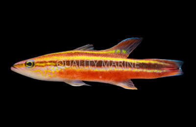 Rainbow Wrasse