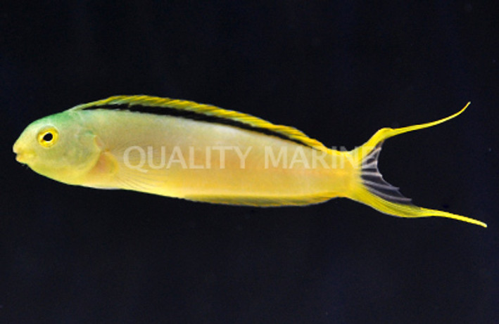 Green Canary Blenny