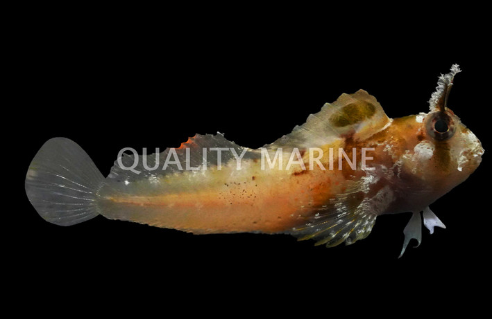 Horned Blenny :: 12512