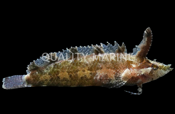 Rhino Blenny :: 12516