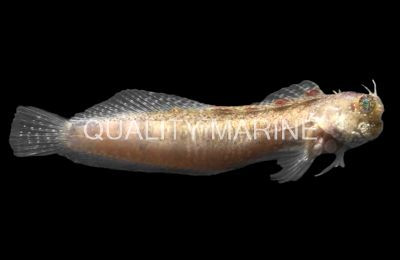 Breast Spot Blenny