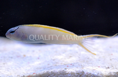 Reticulated Fang Blenny