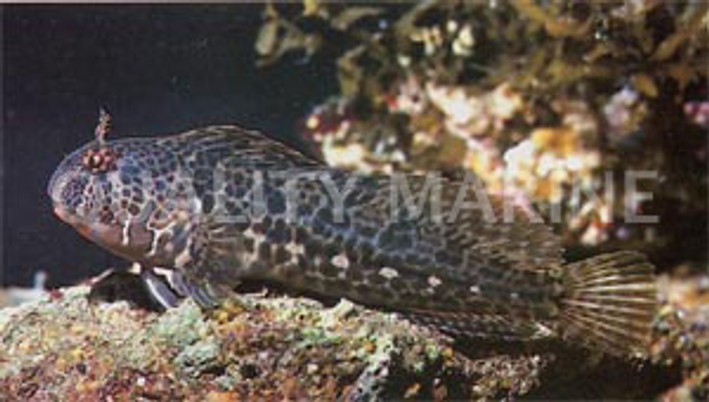 Bay Blenny