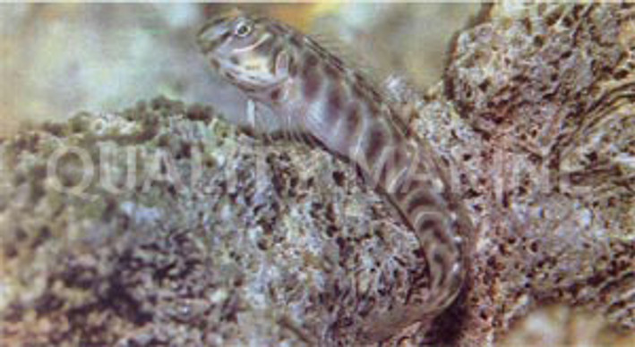 Cloister Blenny