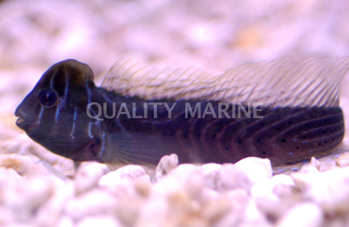 Oyster Blenny 