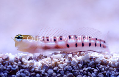 Queensland Combtooth Blenny