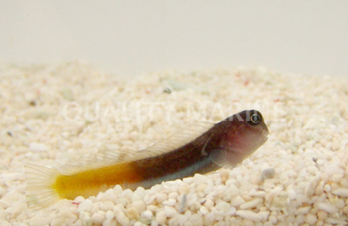 Gulf Blenny