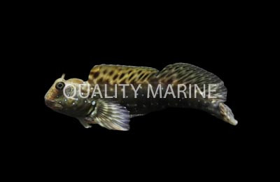 Spotted Rockskipper Oyster Blenny :: 12613