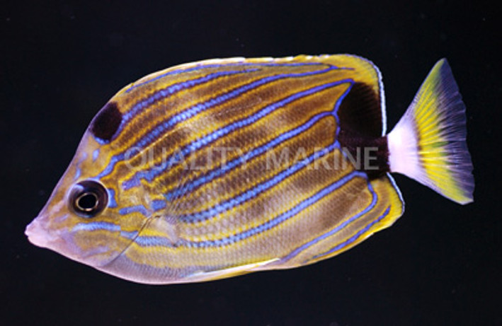 Bluestripe Butterflyfish