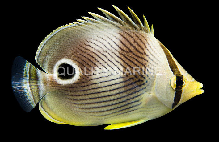 Foureye Butterflyfish