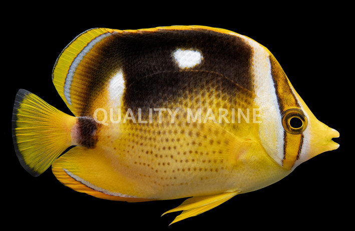 Fourspot Butterflyfish