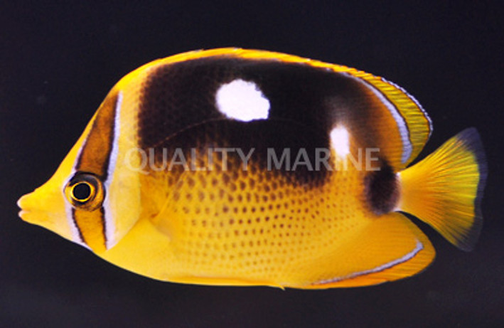 Fourspot Butterflyfish