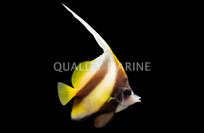Red Sea Bannerfish