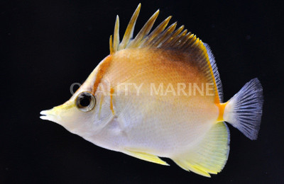 Longsnout Butterflyfish 