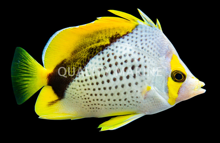 Marquesas Butterflyfish