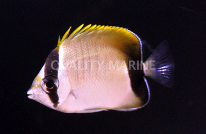 Reef Butterflyfish