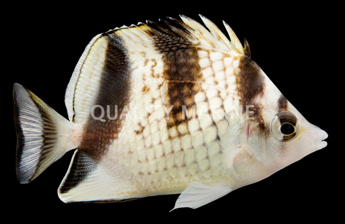 Asian Butterflyfish