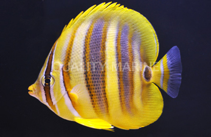 Rainfords Butterflyfish